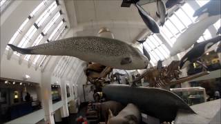 Museo Historia Natural Londres [upl. by Au]