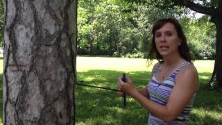 Dendrochronology How to Core a Tree [upl. by Starla]