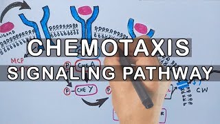 Chemotaxis  Signaling Pathway in Bacteria [upl. by Bocyaj]