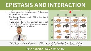 Inheritance Pt4  Epistasis and interaction  Post 16 Biology A Level PreU IB AP Bio [upl. by Teodoro]