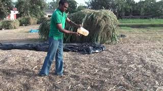 Silage Making for Successful Dairy Farming [upl. by Ocsinarf]