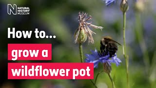 How to grow a wildflower pot for pollinators  Natural History Museum [upl. by Leith]