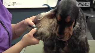 Grooming Guide  Cocker Spaniel  SalonPet Trim  Pro Groomer [upl. by Vidovik]