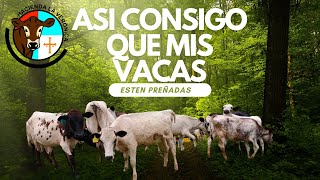 ASI CONSIGO QUE TODAS MIS VACAS ESTEN PREÑADAS [upl. by Summer]