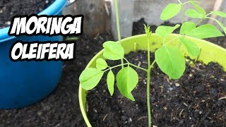 Como Germinar y Plantar MORINGA OLEIFERA  Paso a Paso  La Huerta de Ivan [upl. by Creamer]