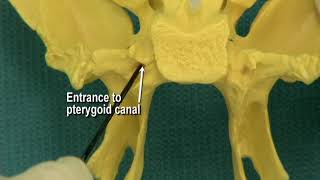 114 Step 24 Pterygoid canal and pterygopalatine fossa [upl. by Boris]