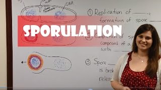 Endospore Formation Sporulation [upl. by Aissert]