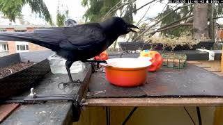 Interesting Crow Vocalizations crow sounds [upl. by Ttirrem687]