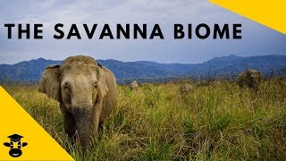 Savanna Grassland Biomes of the world [upl. by Adalheid586]