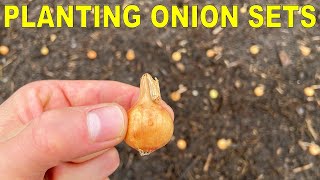 Planting Onion Bulbs A Complete Guide From Start To Finish [upl. by Azarcon]