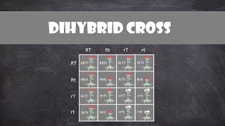 Dihybrid Cross  Genetics [upl. by Aitas]