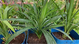 How To Grow Pandan Plant from Cutting at Home Garden  Pandan Growing from Cutting [upl. by Denoting]