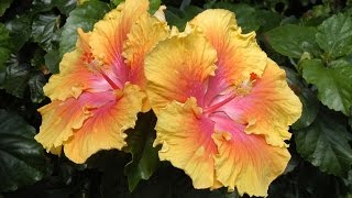 Care and Culture of Hibiscus [upl. by Yor]