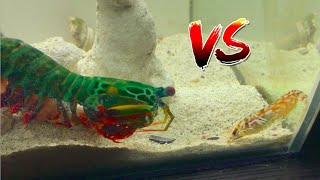 Giant Mantis Shrimp VS Pistol Shrimp [upl. by Ainesell318]