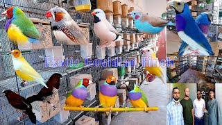 Creating an Exotic Gouldian Finches Setup A Guide to Colorful Avian Paradise [upl. by Morly]