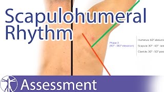 Scapulohumeral Rhythm [upl. by Posner]