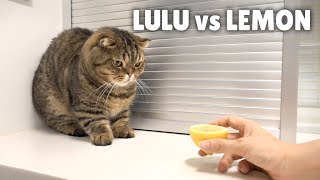 I Found LuLu’s Worst Enemy  Kittisaurus [upl. by Ramahs]