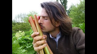 Rhubarb Harvesting  Everything you need to know [upl. by Burr]