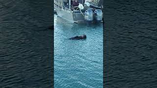 Sea otters and a seal in Homer AKcute alaska homer [upl. by Skipp]