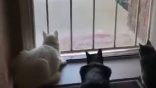 Dog scares cats watching a bird [upl. by Anaela]