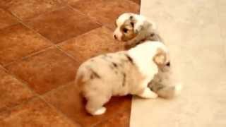 Australian shepherd puppies  3 weeks [upl. by Alidia550]