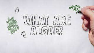 What are algae [upl. by Ahcarb]