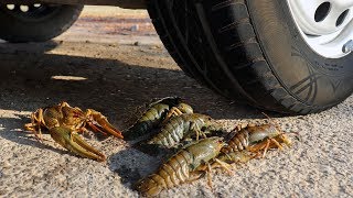 EXPERIMENT CRAYFISH VS CAR VS LOBSTER Crushing Crunchy amp Soft Things by Car [upl. by Cima]