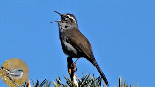 Bewicks Wren Bird  Song Calls Preening [upl. by Mihe]