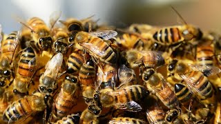 How one common pesticide is killing bees [upl. by Keriann]