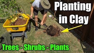 Planting in Clay Soil  Trees Shrubs and Plants [upl. by Ani761]