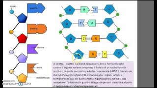 Il DNA struttura e replicazione [upl. by Neelrac260]