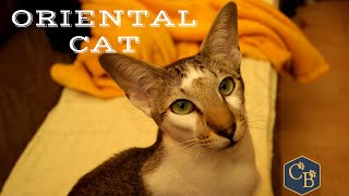 Oriental Shorthair Cat in detail 🐈 [upl. by Lehcim704]