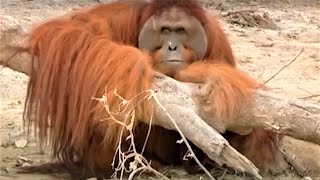 Incredible Orangutan Moments Part 2  Top 5s  BBC Earth [upl. by Oralle]