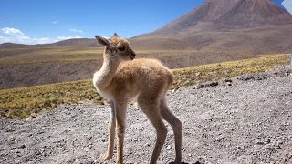 Vicuña South American camelids [upl. by Notak863]