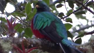 Resplendent quetzal singing [upl. by Notwal]