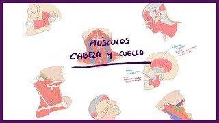 ANATOMÍA  Músculos de la Cabeza y cuello Triángulos del cuello  BLASTO [upl. by Ydnamron]