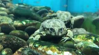 The Lake Titicaca Water Frog [upl. by Dom]