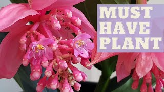 How To Grow MEDINILLA MAGNIFICA  Rose Grape Plant [upl. by Asfah677]