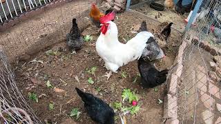 Backyard Chickens Long Compilation Sounds Noises ASMR Hens Clucking Roosters Crowing [upl. by Analli]