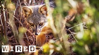 Meet the Tiny Foxes That Shouldn’t Be Alive  WIRED [upl. by Erb]