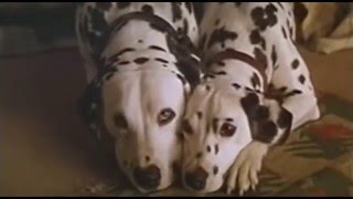 Les 101 dalmatiens [upl. by Aleahc]