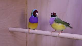 Redheaded Gouldian Finch courtship 2019 [upl. by Odnalo]