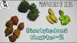 Dicot seed examples paperpenbiology [upl. by Kingsbury447]