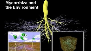 Mycorrhiza I – Mycorrhiza and the Environment [upl. by Annoya]