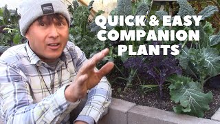 Best Quick amp Easy Companion Plant to Grow with Leafy Green Vegetables [upl. by Aislehc291]