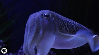 Cuttlefish Disco Camouflage Chameleons of the Sea [upl. by Wirth378]