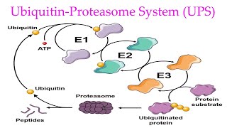 Ubiquitin Proteasome System Explained Ubiquitin Proteasome Pathway in eukaryotes [upl. by Fields]