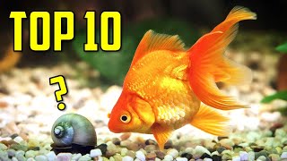 Top 10 Goldfish Tank Mates You Should Try [upl. by Fanchan]