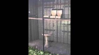 Gouldian Finch Aviaries and Cages [upl. by Odnesor94]