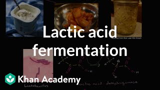 Lactic acid fermentation  Cellular respiration  Biology  Khan Academy [upl. by Inad]